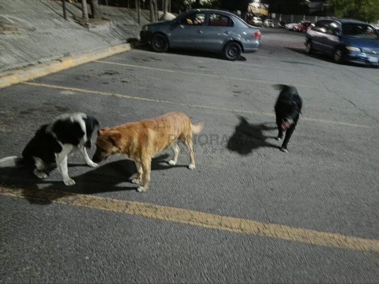 Perros en Tecamac sacrificados.