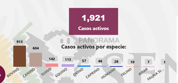 El avance del gusano barrenador en México mantiene en alerta a autoridades sanitarias, productores ganaderos y comunidades rurales