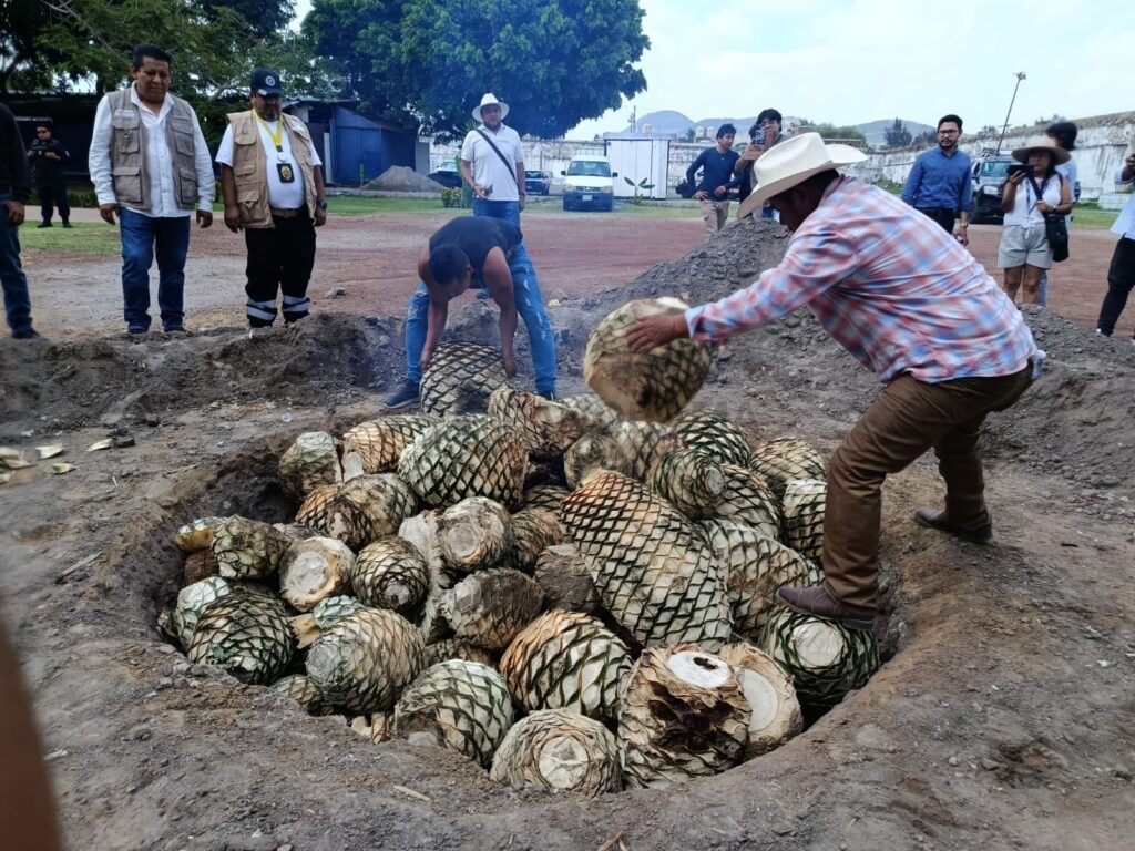 Entre piedras volcánicas al rojo vivo, leña cuidadosamente acomodada y enormes piñas de agave listas para su transformación, Atlixco abrió una ventana a una de sus tradiciones más emblemáticas: la elaboración artesanal del mezcal.