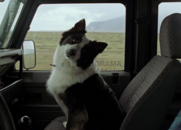 Uno de sus protagonistas es Panda, la lomita que se convirtió en la revelación del Festival de Cannes 2025. ¡Ganó la Palm Dog por su actuación!