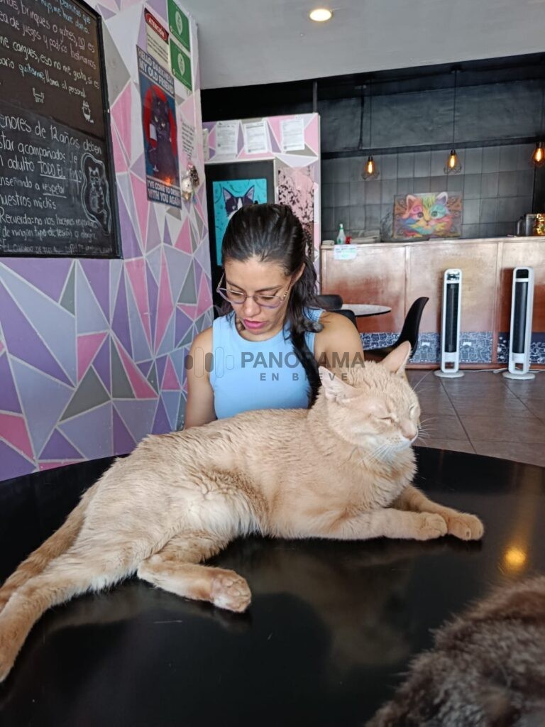 Se trata de Meow Café & Bistro un proyecto que además de ofrecer alimentos y bebidas a sus visitantes, funciona como refugio y santuario para gatos rescatados.