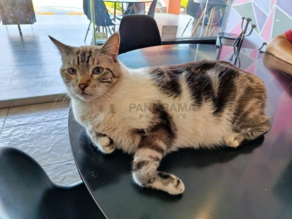 Se trata de Meow Café & Bistro un proyecto que además de ofrecer alimentos y bebidas a sus visitantes, funciona como refugio y santuario para gatos rescatados.