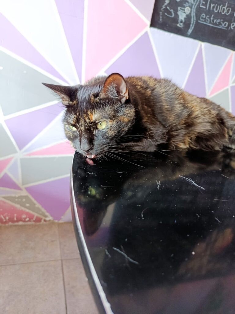 Se trata de Meow Café & Bistro un proyecto que además de ofrecer alimentos y bebidas a sus visitantes, funciona como refugio y santuario para gatos rescatados.
