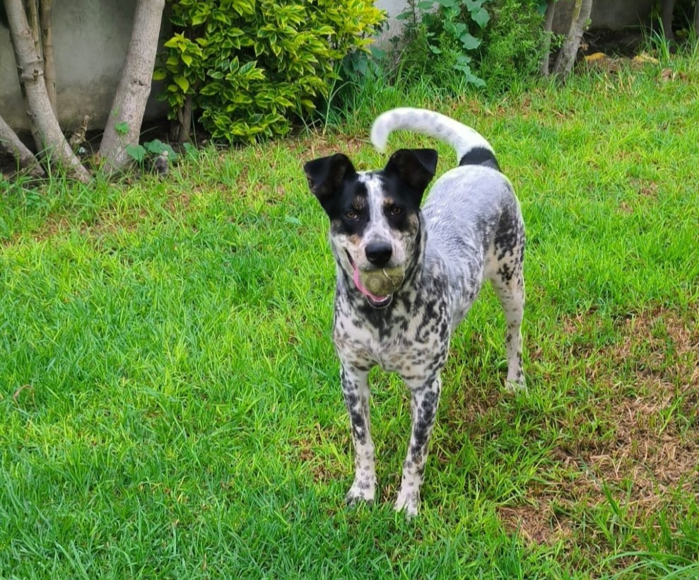 El abandono animal representa mucho más que dejar a un animal en la calle. Para perros y gatos significa enfrentar hambre, enfermedades y la reproducción descontrolada.