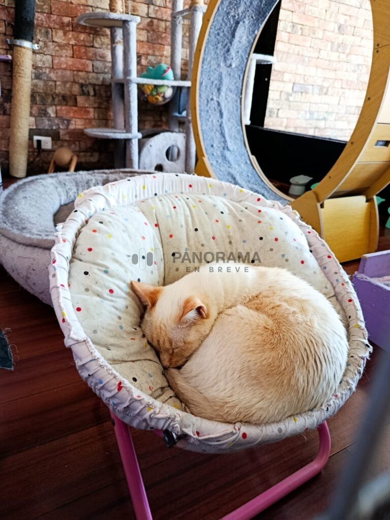 Se trata de Meow Café & Bistro un proyecto que además de ofrecer alimentos y bebidas a sus visitantes, funciona como refugio y santuario para gatos rescatados.